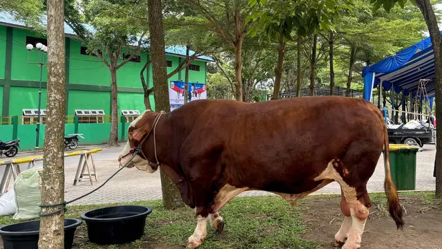 Sapi Kurban Prabowo