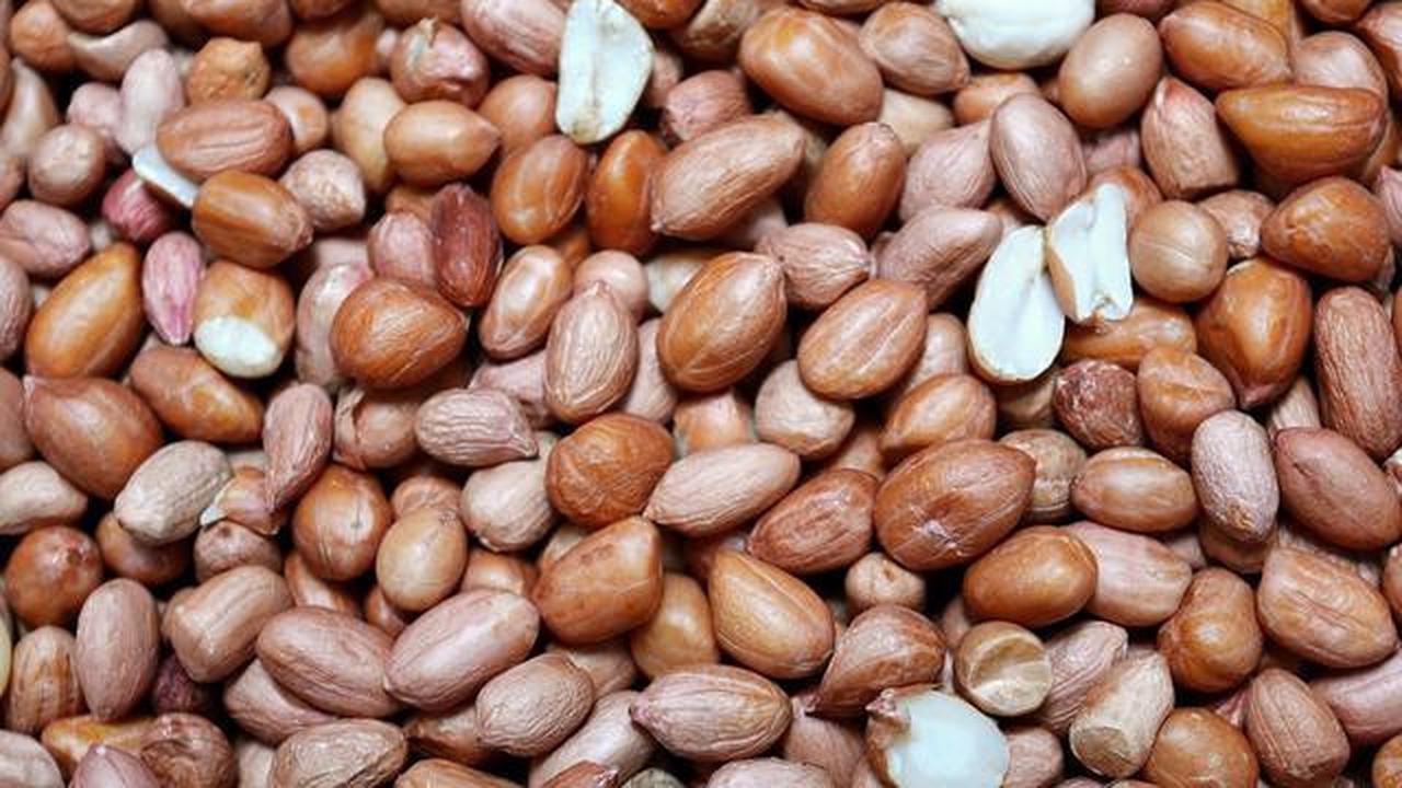 Ilustrasi Kacang Tanah