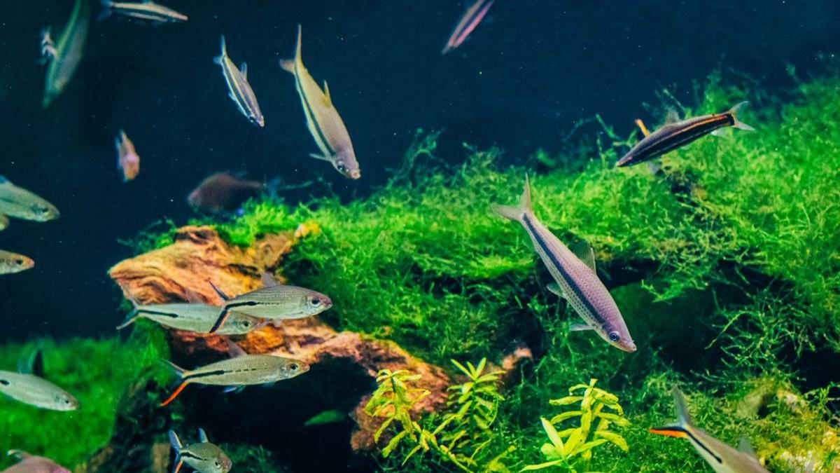 White Cloud Mountain Minnow