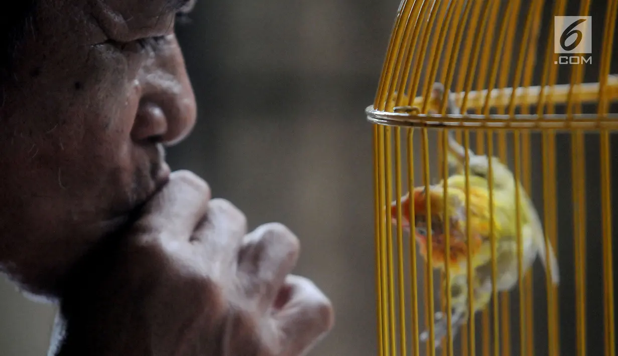 Peternak melatih suara anakan burung lovebird di dalam sangkar di tempat budidaya Perumahan Pondok Arum, Karawaci, Tangerang, Senin (4/2). Dalam sebulan burung ini mampu bertelur 10 hingga 60 telur tergantung kondisi cuaca. (Merdeka.com/Arie Basuki)