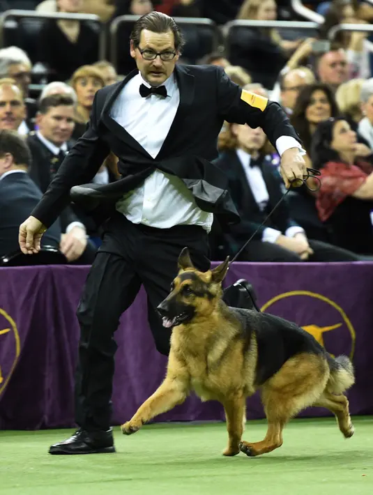 Rumor, Anjing jenis gembala Jerman memasuki arena kompetisi Best in Show di Westminster Kennel Club Dog Show, di New York City, AS (14/2). (Drew Angerer / Getty Images / AFP)