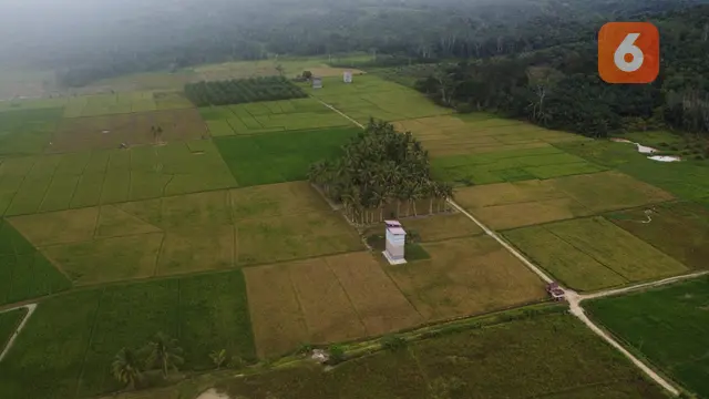 Sawah Organik di Kukar