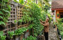 Tanaman Produktif yang Cocok Ditanam di Samping Rumah Sempit