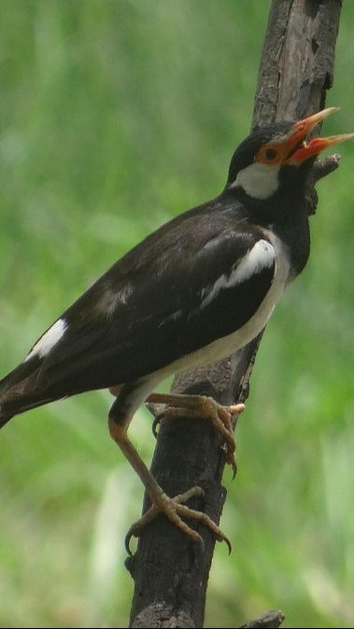 8.&nbsp;Burung Jalak<br>