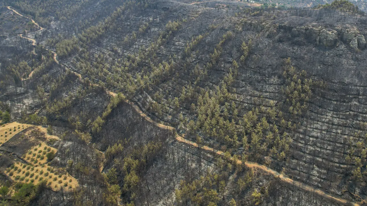 Penampakan Hutan di Turki Usai Kebakaran