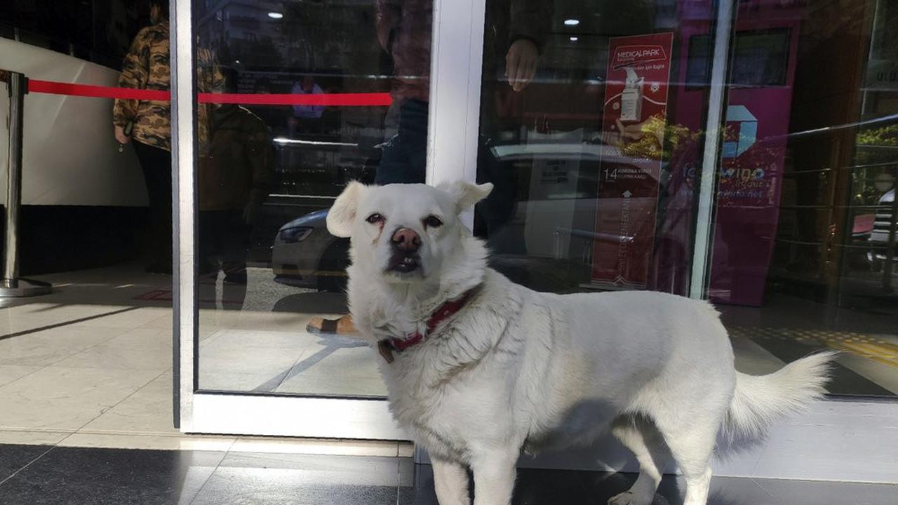Seekor anjing dengan setia menunggu pemiliknya selama berhari-hari yang tengah menjalani perawatan di fasilitas perawatan medis di Trabzon, Turki. (Photo credit: DHA via AP)