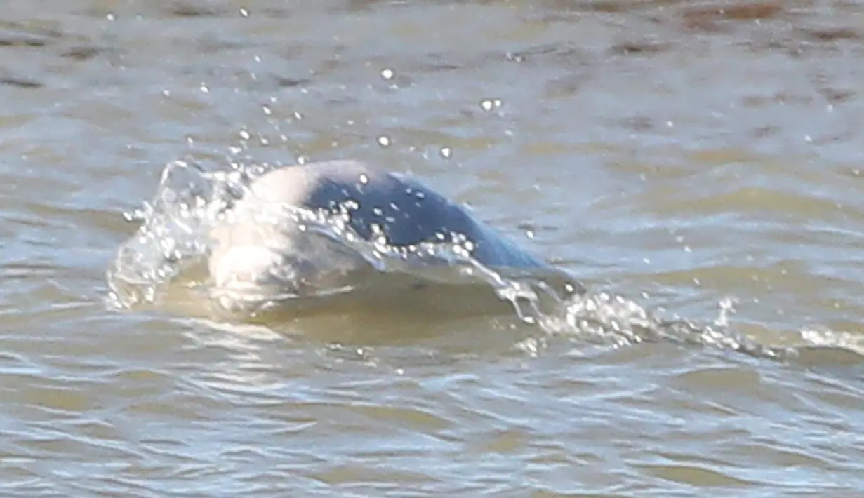 Seekor paus beluga atau paus putih muncul di permukaan Sungai Thames dekat Gravesend timur London, Rabu (26/9). Pengamat mengatakan, habitat mamalia laut ini ada di Arktik yang jaraknya mencapai ratusan mil dari lokasi ditemukan. (AFP/Daniel LEAL-OLIVAS)