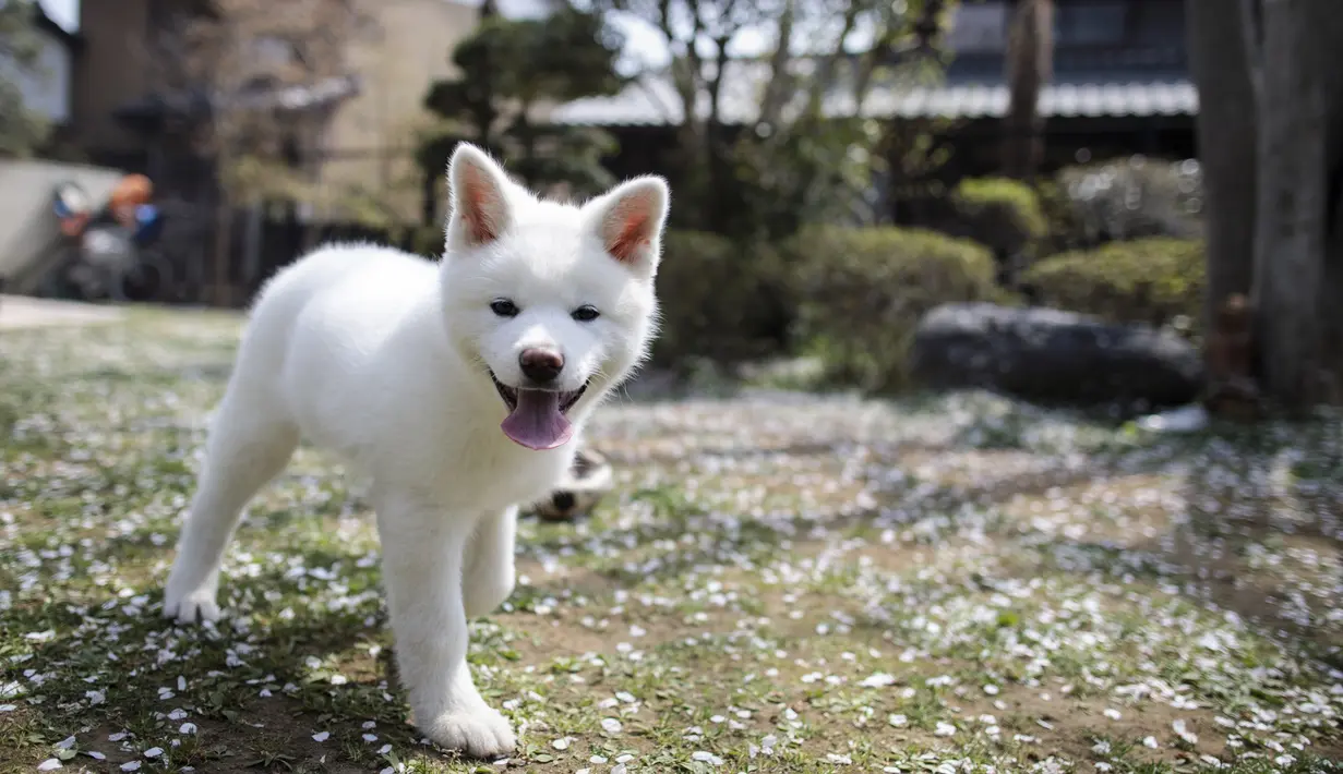 Seekor anjing Akita bermain di pusat penampungan di Takasaki, Prefektur Gunma, Jepang (3/4). Aktor Hollywood Richard Gere, bintang film Prancis Alain Delon dan figur skating Rusia Alina Zagitova penggemar anjing ini. (AFP/Behrouz Mehri)