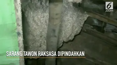 Dua buah sarang tawon raksasa yang mengganggu warga coba dipindahkan petugas damkar. Namun pemindahan tersebut diwarnai ‘serangan’ tawon dan warga yang kesurupan.