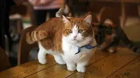 Kucing Munchkin (Wikimedia Commons)