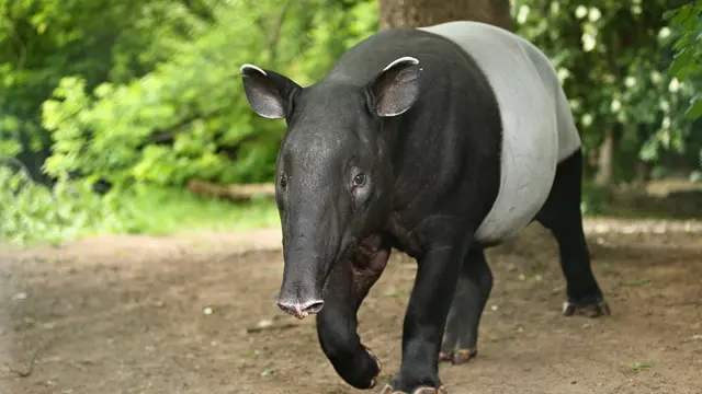 Ilustrasi hewan tapir
