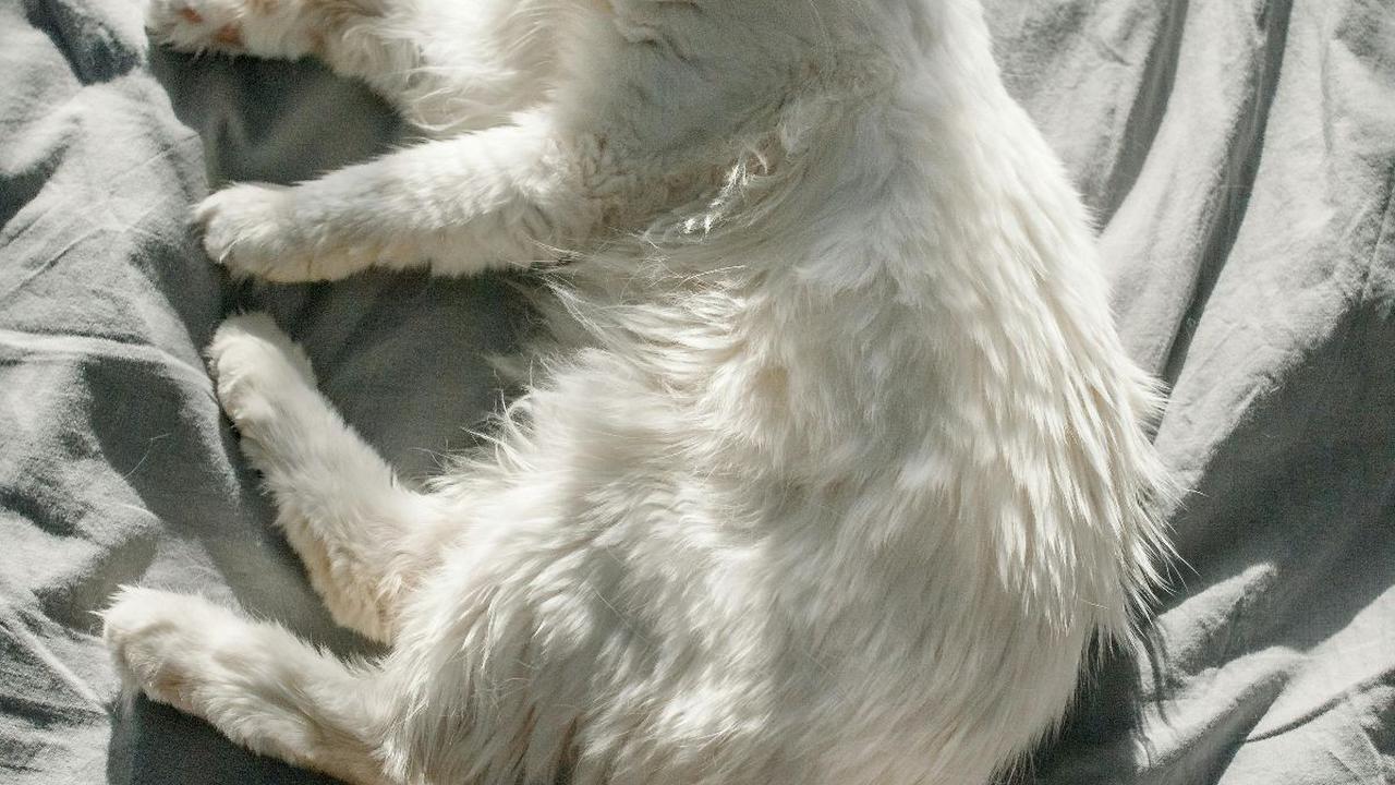 <b>Kucing Angora Turki</b>