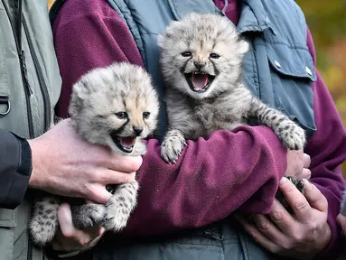 Penjaga menampilkan tiga bayi cheetah di kebun binatang di Muenster, Jerman, Jumat (9/11). Tiga bayi cheetah tersebut lahir di kebun binatang di Muenster pada 4 Oktober 2018. (AP Photo/Martin Meissner)