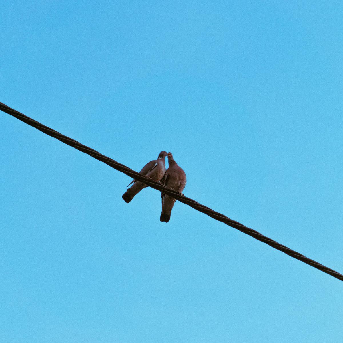 Burung di Kabel Listrik