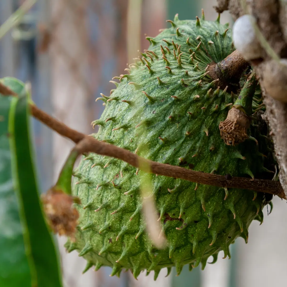 Manfaat Kesehatan dari Daun Sirsak, Bisa Menjaga Tekanan Darah