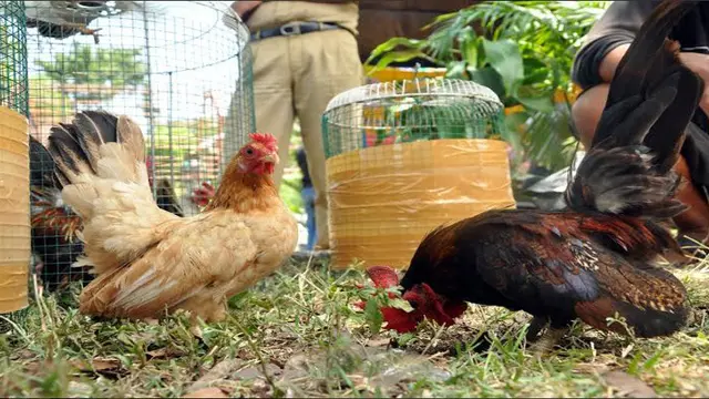 Jenis Ayam Hias Termahal Mudah Dipelihara