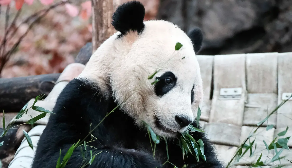 Panda raksasa Bei Bei memakan bambu sebelum kembali ke China, di Kebun Binatang Nasional Smithsonian, Washington DC, Selasa (19/11/2019). Sementara, playlist musik khusus Bei Bei juga akan diputar untuk menemani perjalanan sepanjang 16 jam dari Amerika ke China. (AP/Michael A. McCoy)
