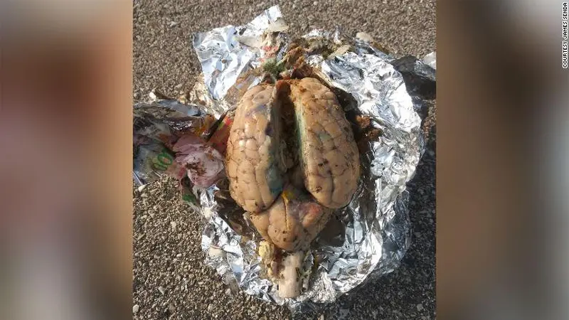 Penemuan Otak Hewan di Pantai