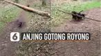 Dua ekor anjing terlihat membawa ranting secara bersamaan dengan mulutnya.