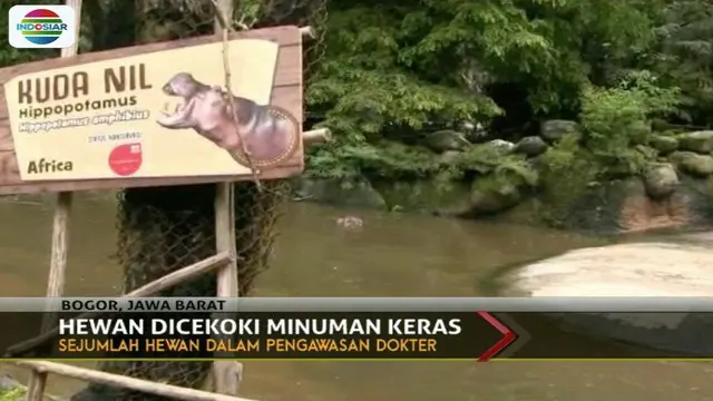 Pengelola Taman Safari Indonesia laporkan aksi dua pengunjung yang memberikan minuman keras terhadap sejumlah hewan.