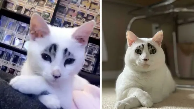 Glow Up, 10 Potret Perbandingan Kucing Dulu VS Sekarang.