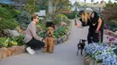 Sejumlah orang berfoto dengan anjing-anjing peliharaan mereka pada festival bunga tahunan Floriade di Canberra, Australia, pada 11 Oktober 2020. (Xinhua/Chu Chen)