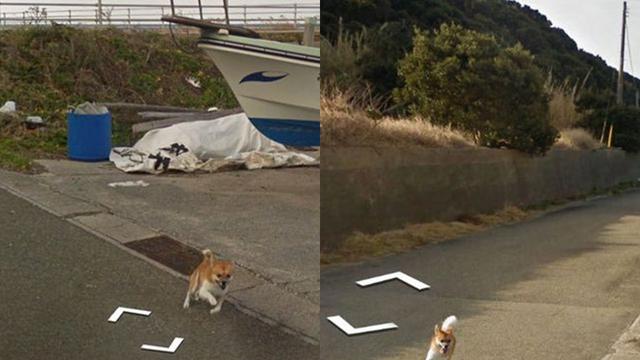 Anjing Mengejar Mobil Google Street View