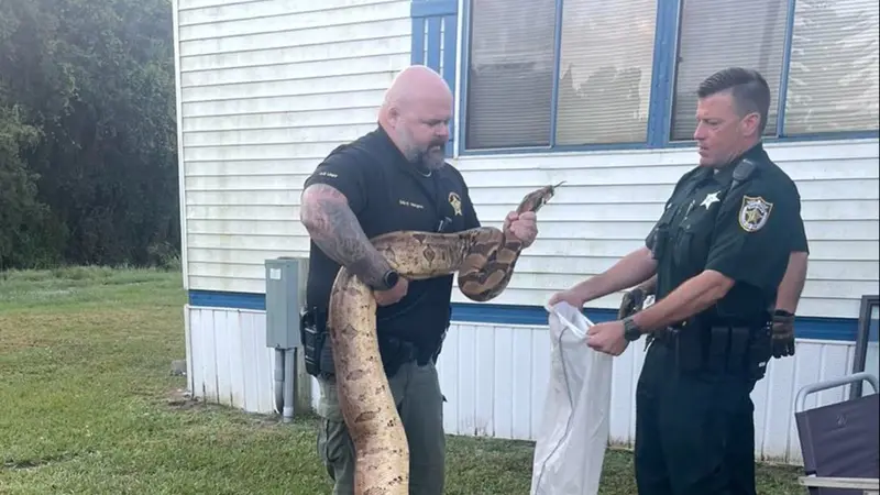 Sheriff tangkap ular boa di Florida.