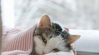Ilustrasi kucing sakit. (© shutterstock)
