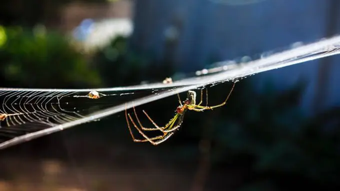 copyright pexels.com/Jaime Fernandez