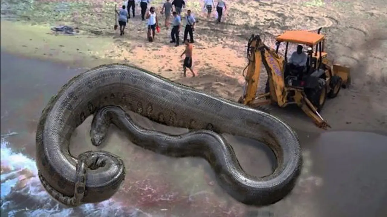 Heboh, Anaconda Raksasa Masuk Pemukiman Gegerkan Warga