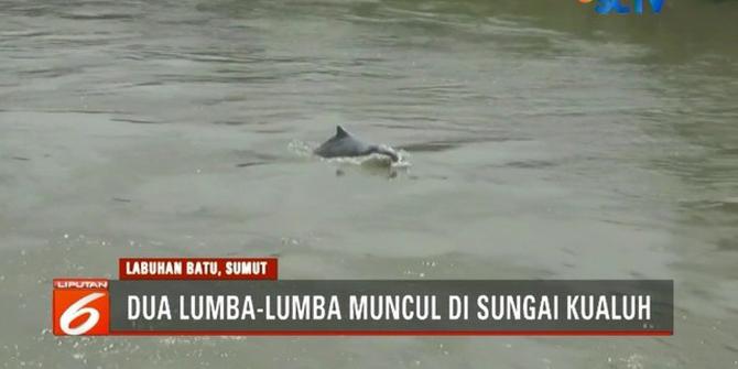 2 Lumba-Lumba Tersesat di Sungai Kauluh Sumatera Utara