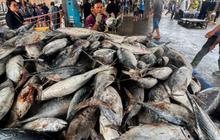 Cara Sederhana untuk Menghapus Formalin dari Ikan Segar, Hanya Perlu 1 Bahan Dapur Ini