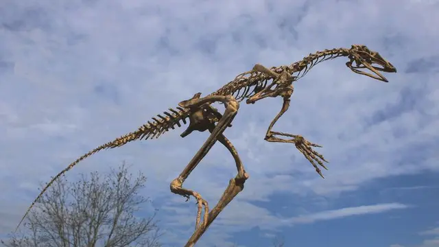 Venetoraptor
