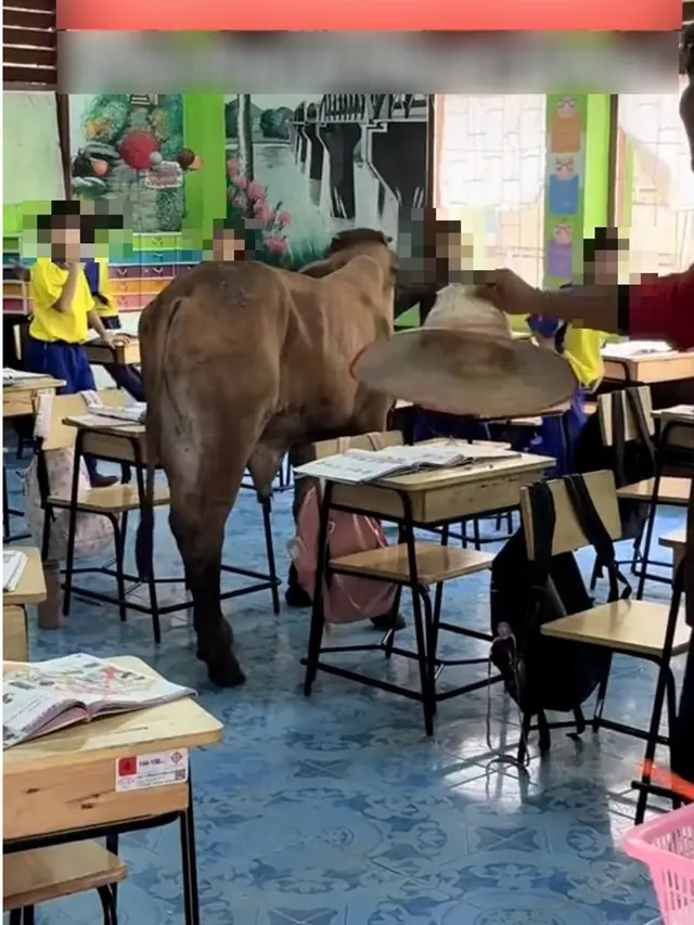 Momen Sapi Masuk Kelas Bikin Kaget Guru dan Murid, Mau Ikut Belajar