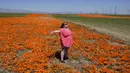 Laila Treadwell, yang berkunjung dari Atlanta, berpose untuk foto di ladang bunga poppy yang bermekaran di dekat Antelope Valley California Poppy Reserve, pada 10 April 2023, di Lancaster, California. (AP Photo/Marcio Jose Sanchez)