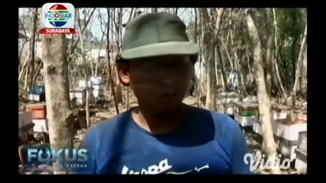 VIDEO: Budidaya Lebah Madu Musiman di Lamongan