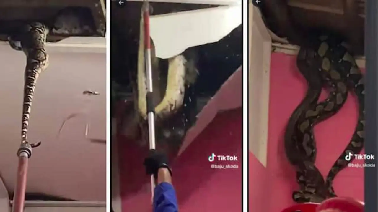 viral proses evakuasi ular piton dari plafon rumah