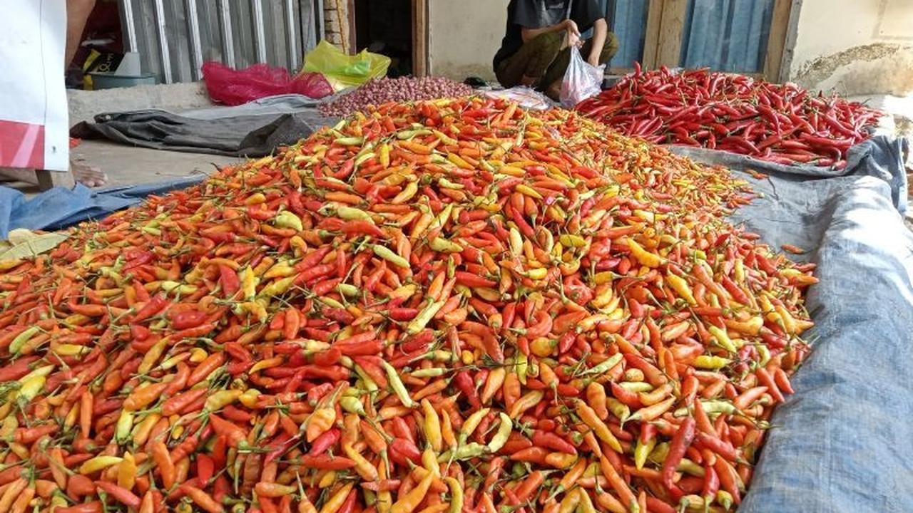 Harga Cabai Mataram Meroket Hingga Rp70.000 per Kilogram, Ini Penyebabnya