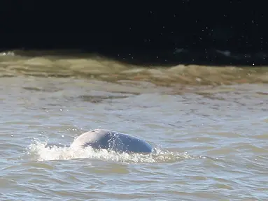 Seekor paus beluga atau paus putih muncul di permukaan Sungai Thames dekat Gravesend timur London, Rabu (26/9). Pengamat mengatakan, habitat mamalia laut ini ada di Arktik yang jaraknya mencapai ratusan mil dari lokasi ditemukan. (AFP/Daniel LEAL-OLIVAS)