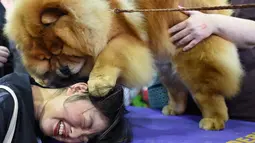 Anjing jenis Chow Chow bermain dengan seorang wanita saat kompetisi Westminster Kennel Club 142's Dog Show Tahunan di New York (12/2). (AFP Photo/Timothy A. Clary)