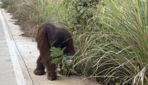 3 Kali Orangutan Muncul Cari Makanan di Pinggir Jalan, BKSDA Langsung Cek