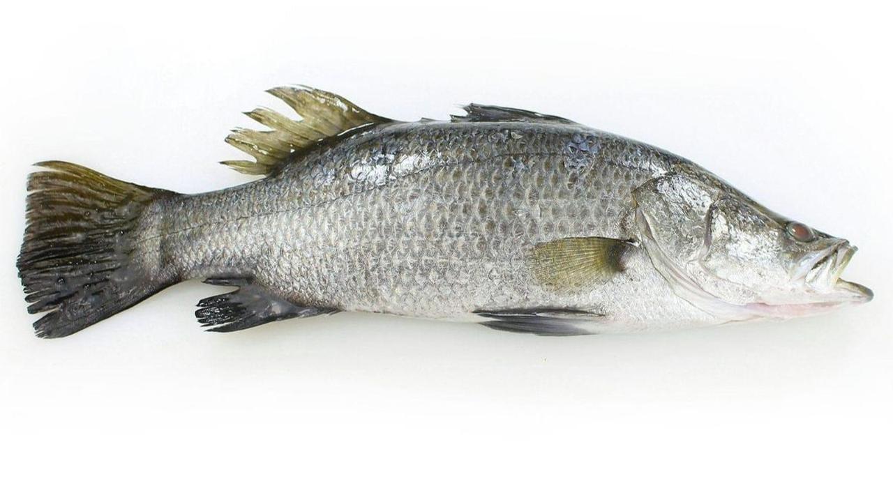 8. Kakap Putih (Barramundi)
