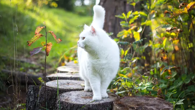 Mimpi Bertemu Kucing Putih