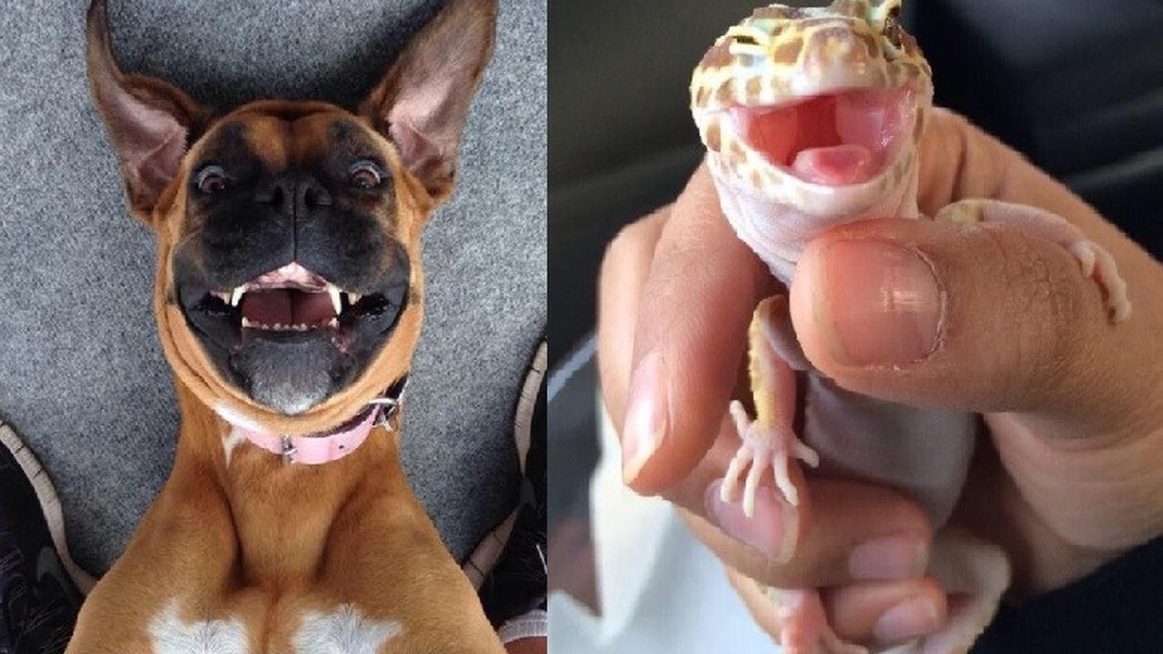 hewan berpose di depan kamera