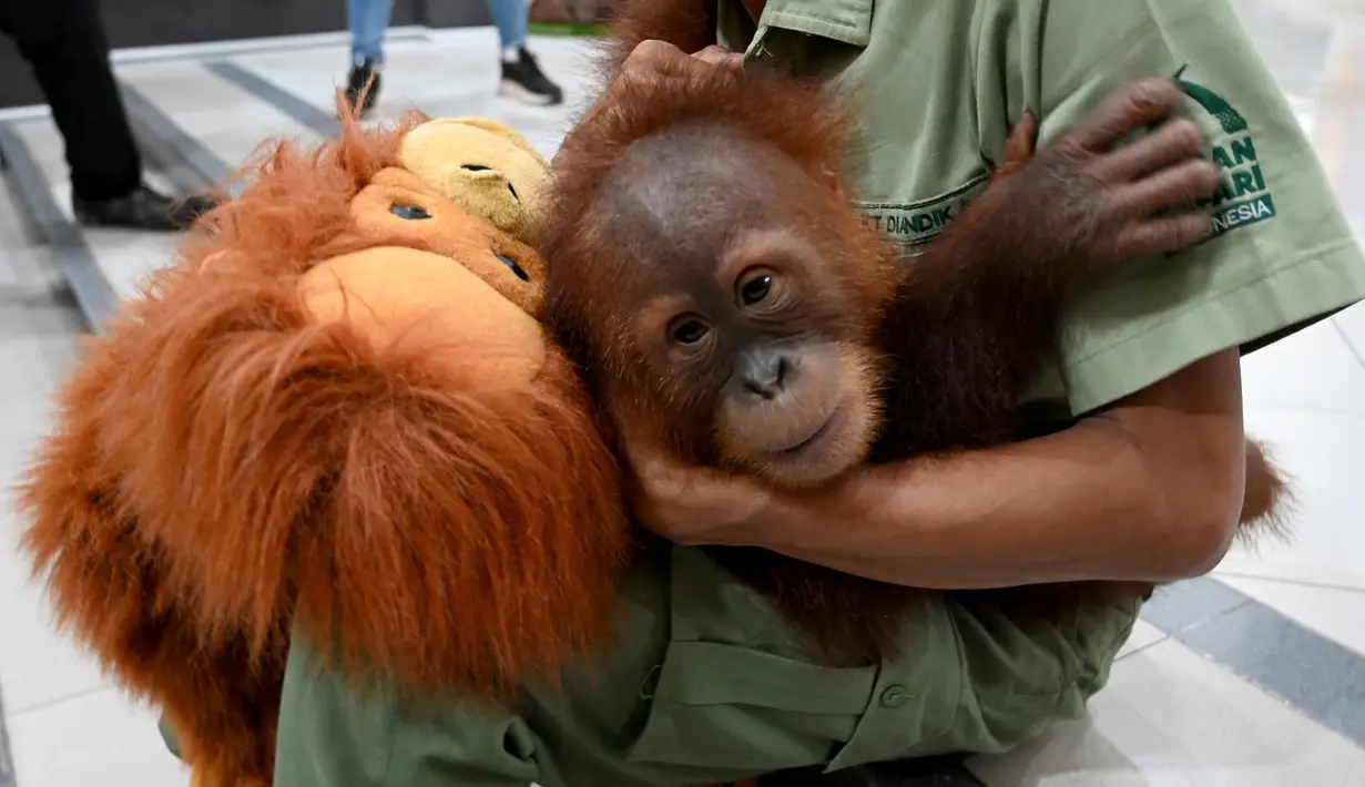 Tingkah bayi orangutan Bon Bon saat digendong petugas di Bandara Internasional I Gusti Ngurah Rai, Denpasar, Bali, Senin (16/12/2019). Bon Bon akan menjalani proses penyesuaian terlebih dahulu di Sumatera Orangutan Conservetion Program (SOCP) sebelum dilepasliarkan. (SONNY TUMBELAKA/AFP)