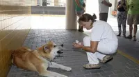 Maya--anjing betina usia dua tahun itu--enggan beranjak dari depan pintu rumah sakit Elda di Alicante, Spanyol, tempat pemiliknya dirawat. (Foto: The Telegraph)