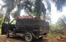 Menguak Tantangan Industri Kelapa Sawit Indonesia