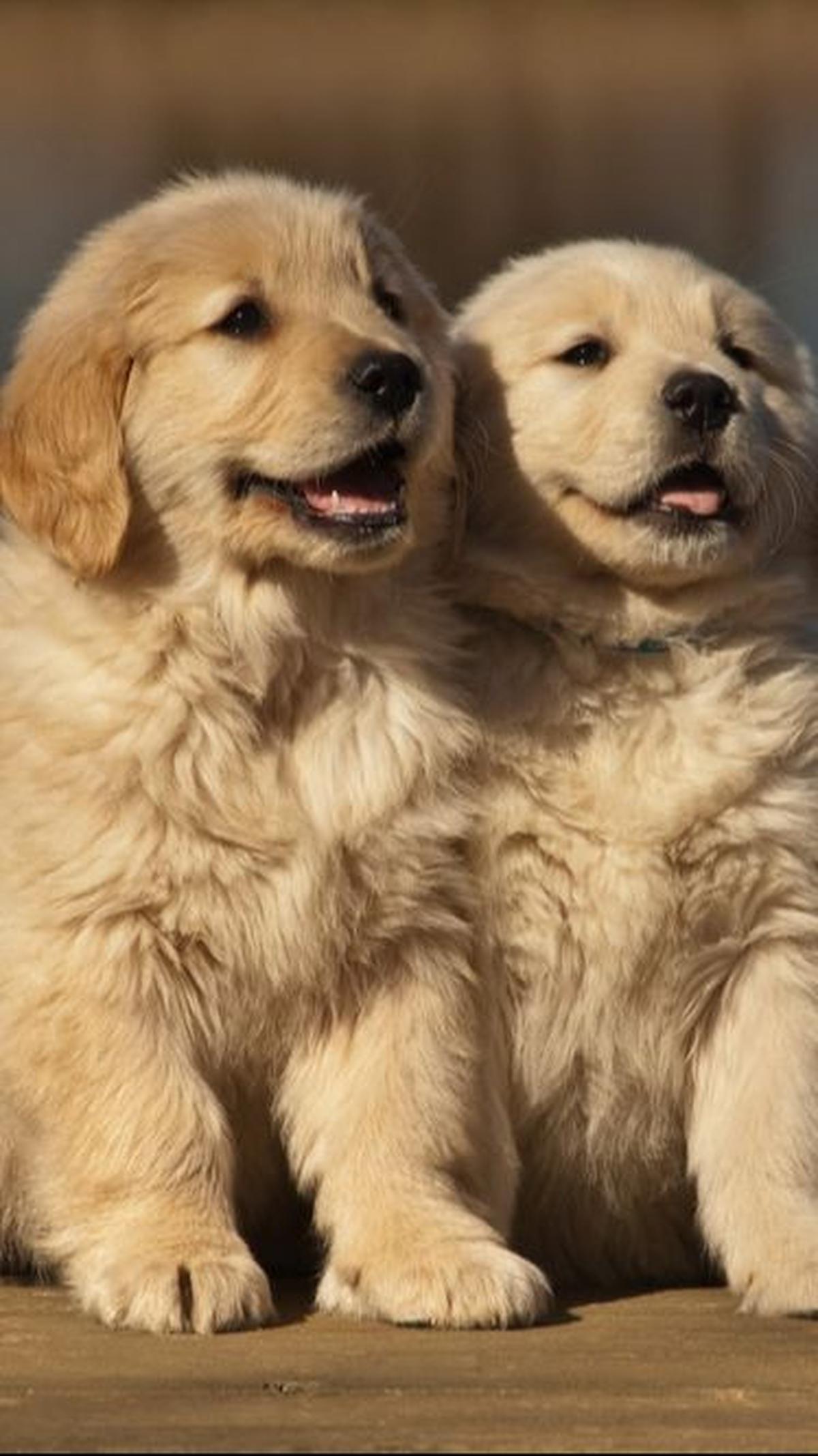 Ide Nama Anjing Jantan Mudah Diingat<br>