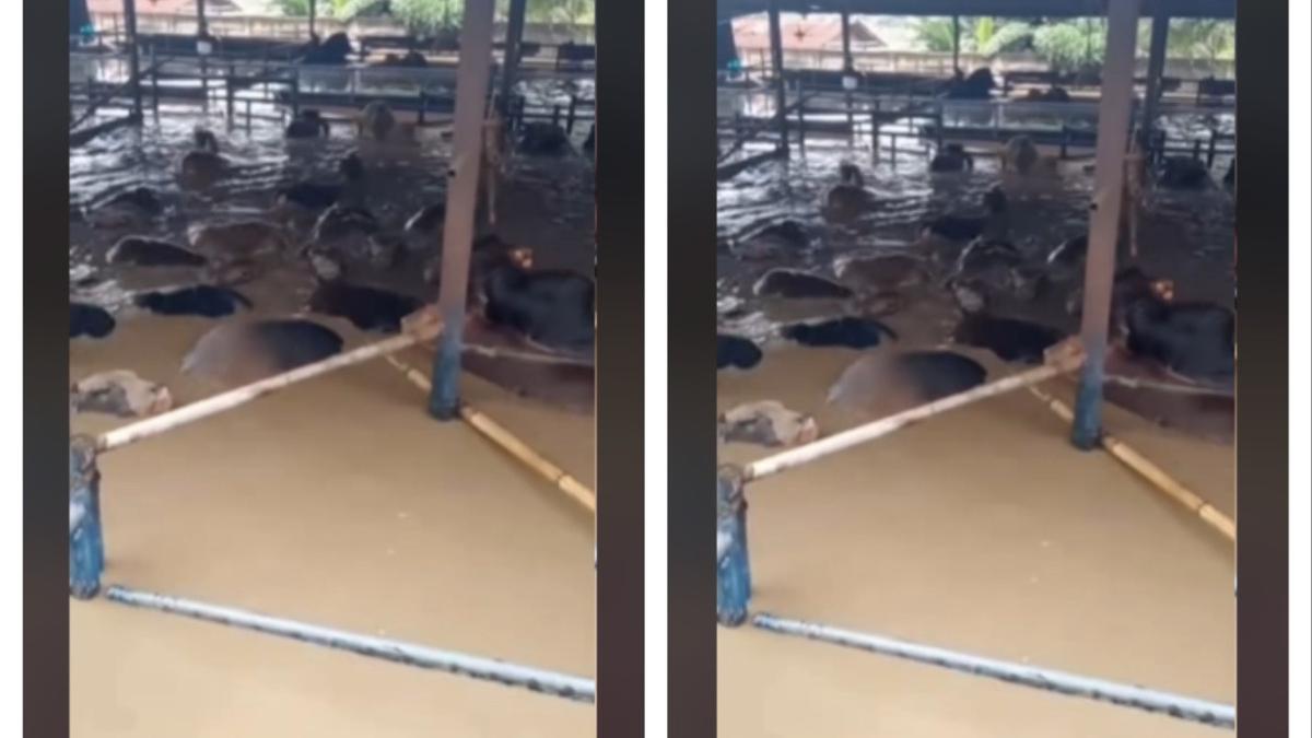 Video Puluhan Sapi Terendam Banjir di RPH Harapan Baru Bekasi Utara, Terjebak dalam Kandang